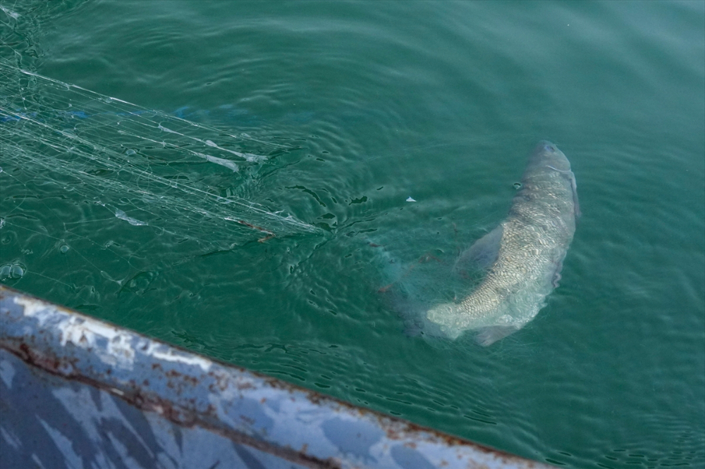 Irak'ta av yasağının bitmesiyle balıkçılar ağlarını sulara atmaya başladı