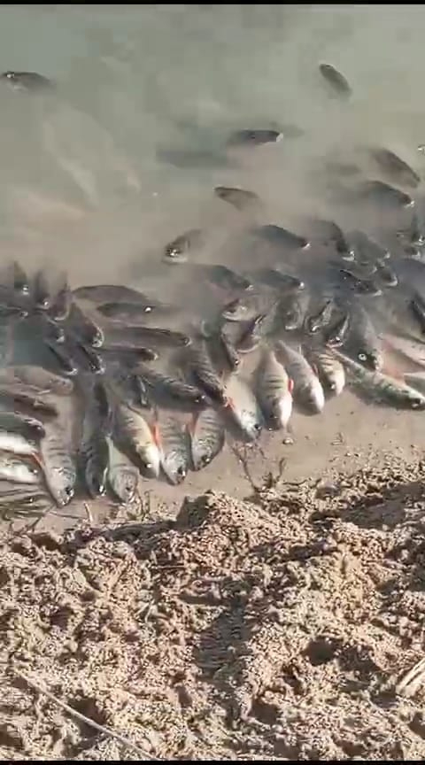 Yozgat Gelingüllü Barajında Çevre Katliamı Yaşanıyor