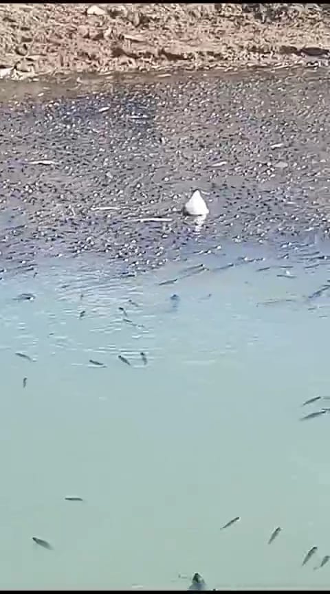Yozgat Gelingüllü Barajında Çevre Katliamı Yaşanıyor