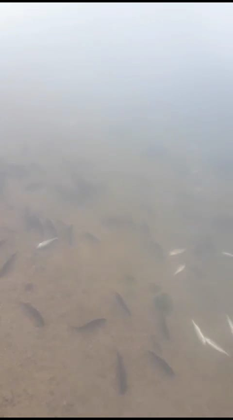 Yozgat Gelingüllü Barajında Çevre Katliamı Yaşanıyor