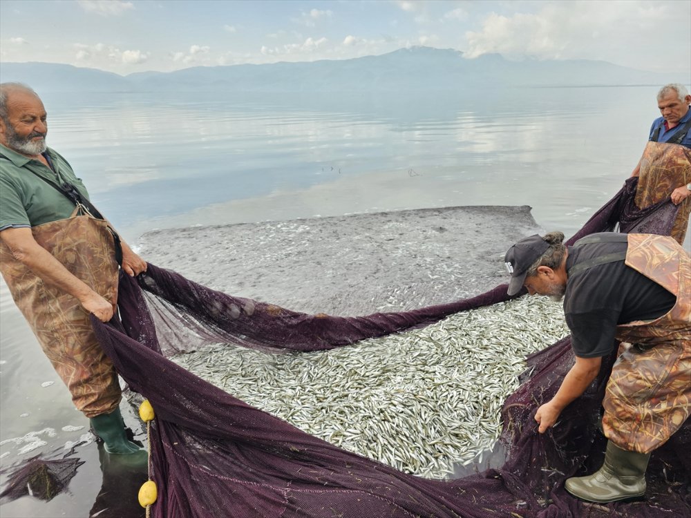 İznik Gölü'nde gümüş balığının ihracat yolculuğu başladı