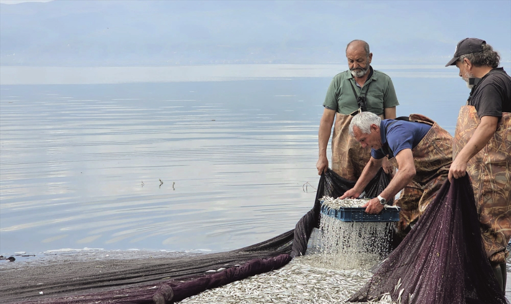 İznik Gölü'nde gümüş balığının ihracat yolculuğu başladı