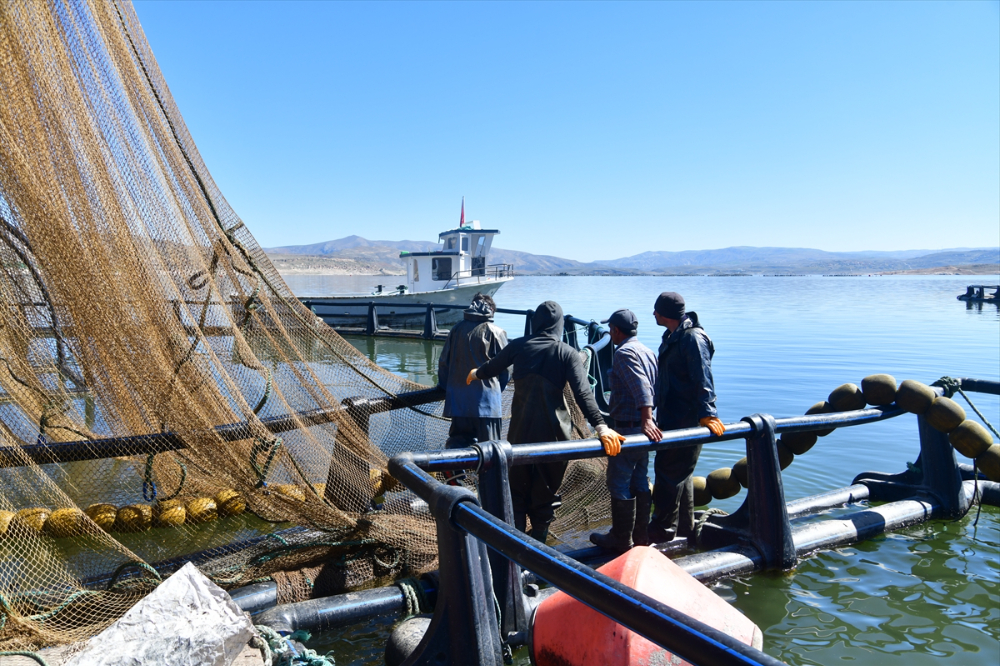 Denizi olmayan Kayseri'de Türk somonu hasadı başladı