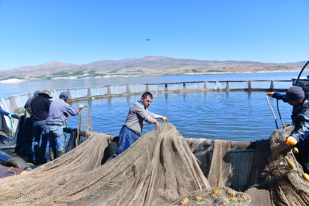 Denizi olmayan Kayseri'de Türk somonu hasadı başladı