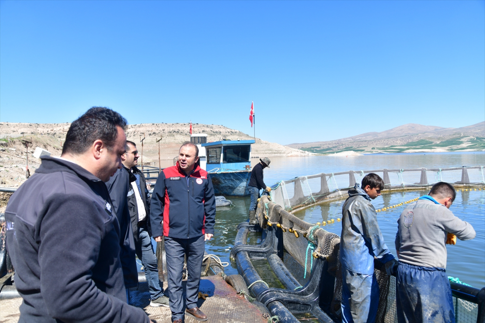 Denizi olmayan Kayseri'de Türk somonu hasadı başladı