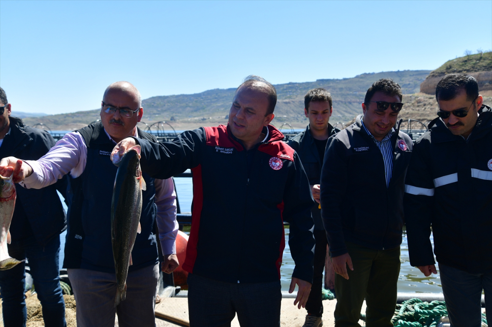 Denizi olmayan Kayseri'de Türk somonu hasadı başladı