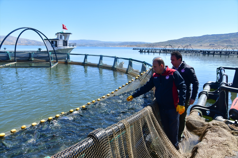 Denizi olmayan Kayseri'de Türk somonu hasadı başladı