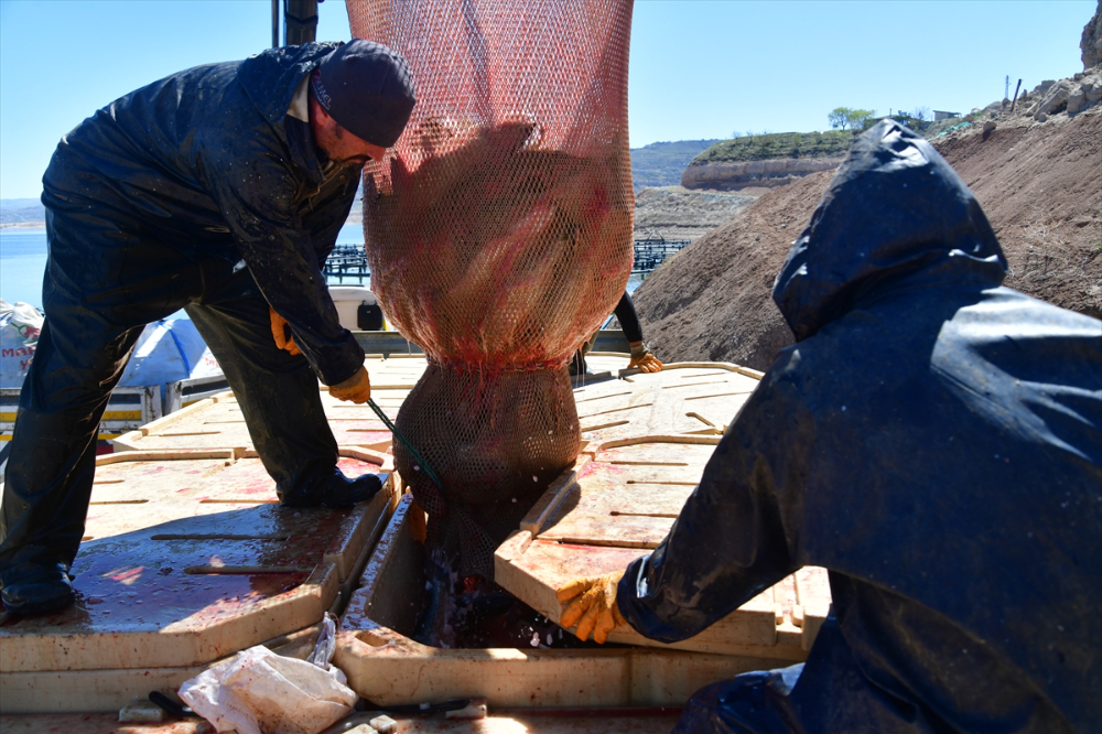 Denizi olmayan Kayseri'de Türk somonu hasadı başladı