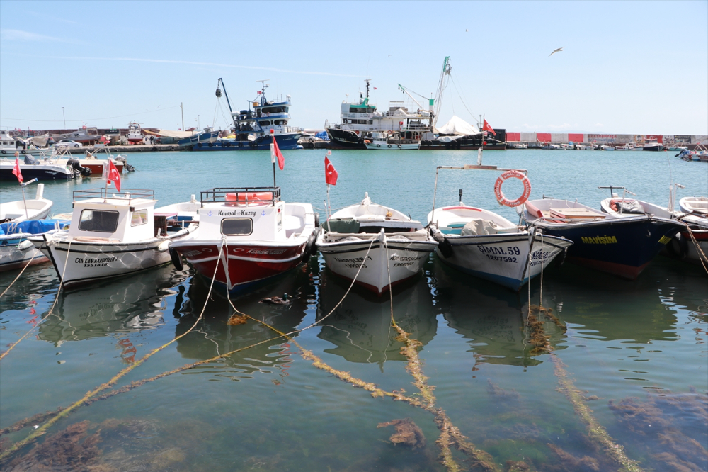 Tekirdağ'da küçük teknelerin tuttuğu balıklar tezgahları süslüyor