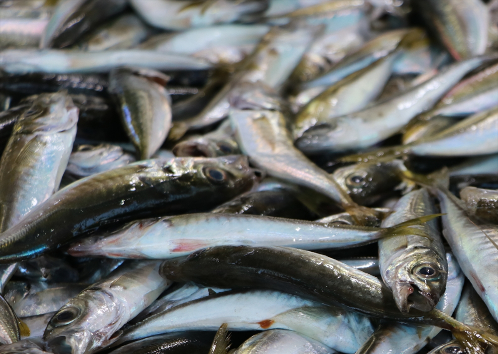 Tekirdağ'da küçük teknelerin tuttuğu balıklar tezgahları süslüyor