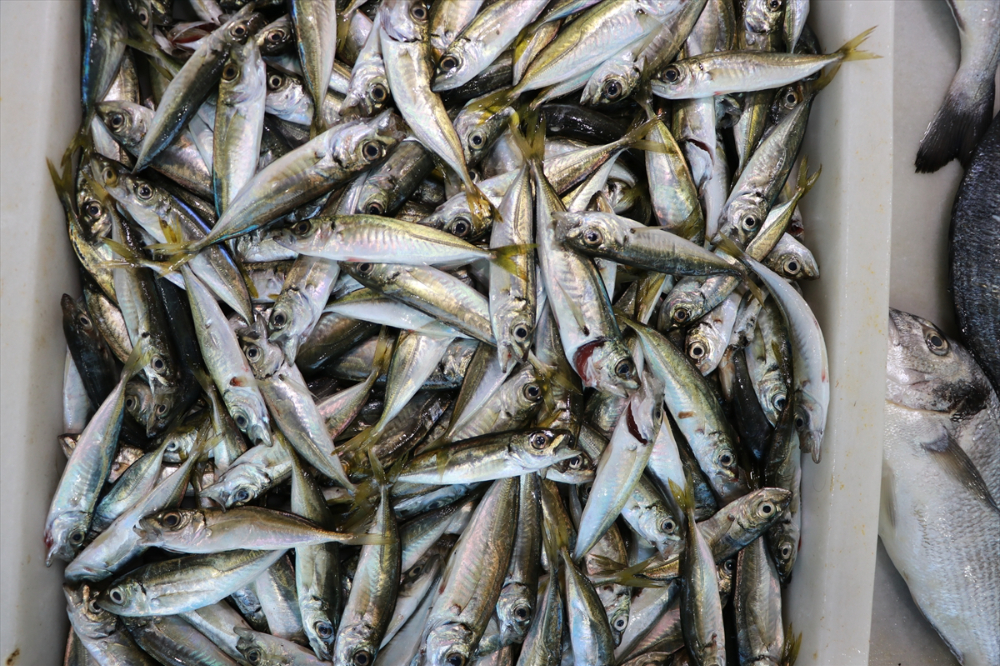 Tekirdağ'da küçük teknelerin tuttuğu balıklar tezgahları süslüyor