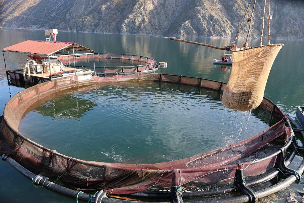 Deriner Barajı'nda yılda 1,4 milyar liralık su ürünleri üretimi hedefleniyor |Balık Haber - Balık TV