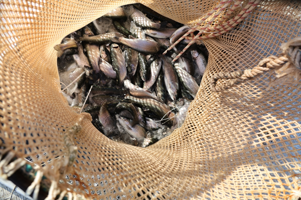 Deriner Barajı'nda yılda 1,4 milyar liralık su ürünleri üretimi hedefleniyor |Balık Haber - Balık TV