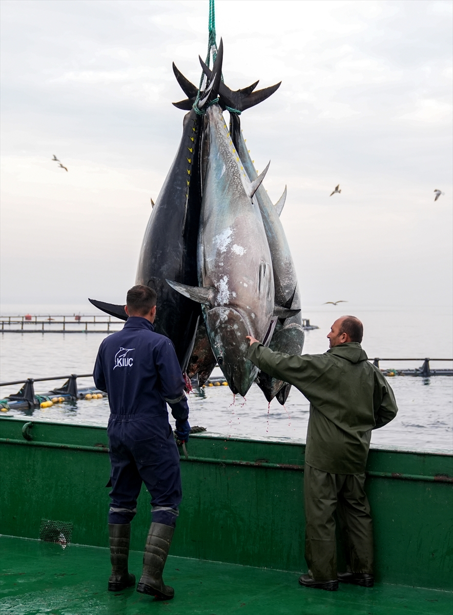 Ege'deki orkinos yetiştiricileri bu sezon ihracat gelirinde artış bekliyor |Balık Haber - Balık TV