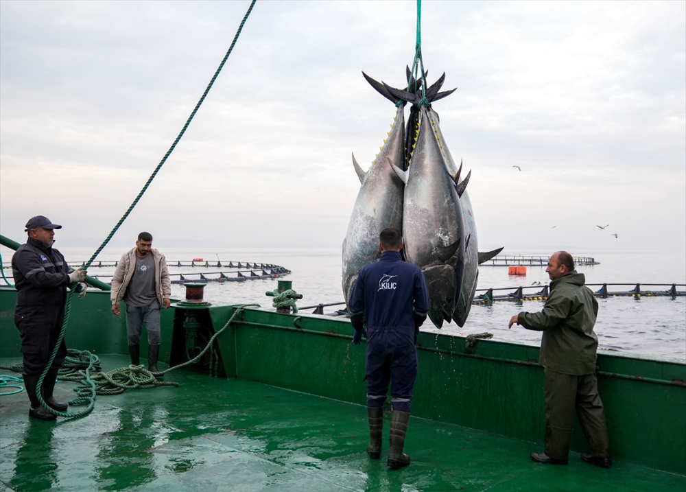Ege'deki orkinos yetiştiricileri bu sezon ihracat gelirinde artış bekliyor |Balık Haber - Balık TV