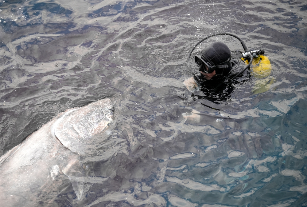 Ege'deki orkinos yetiştiricileri bu sezon ihracat gelirinde artış bekliyor |Balık Haber - Balık TV
