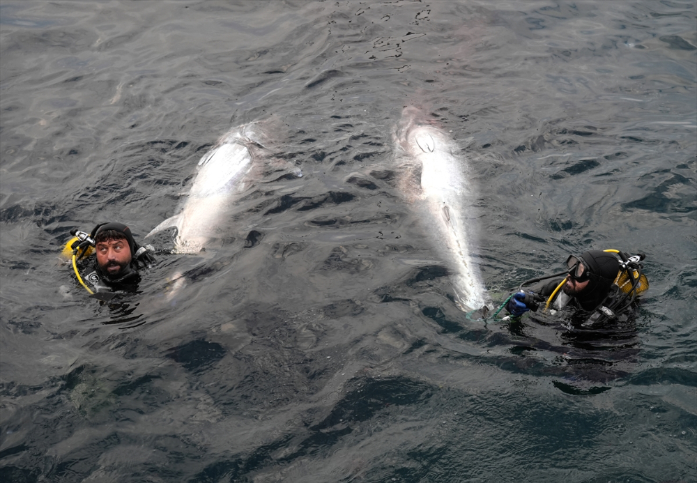 Ege'deki orkinos yetiştiricileri bu sezon ihracat gelirinde artış bekliyor |Balık Haber - Balık TV
