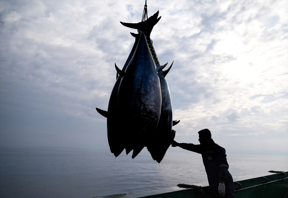 Ege'deki orkinos yetiştiricileri bu sezon ihracat gelirinde artış bekliyor |Balık Haber - Balık TV