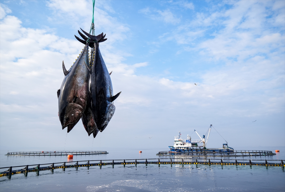 Ege'deki orkinos yetiştiricileri bu sezon ihracat gelirinde artış bekliyor |Balık Haber - Balık TV