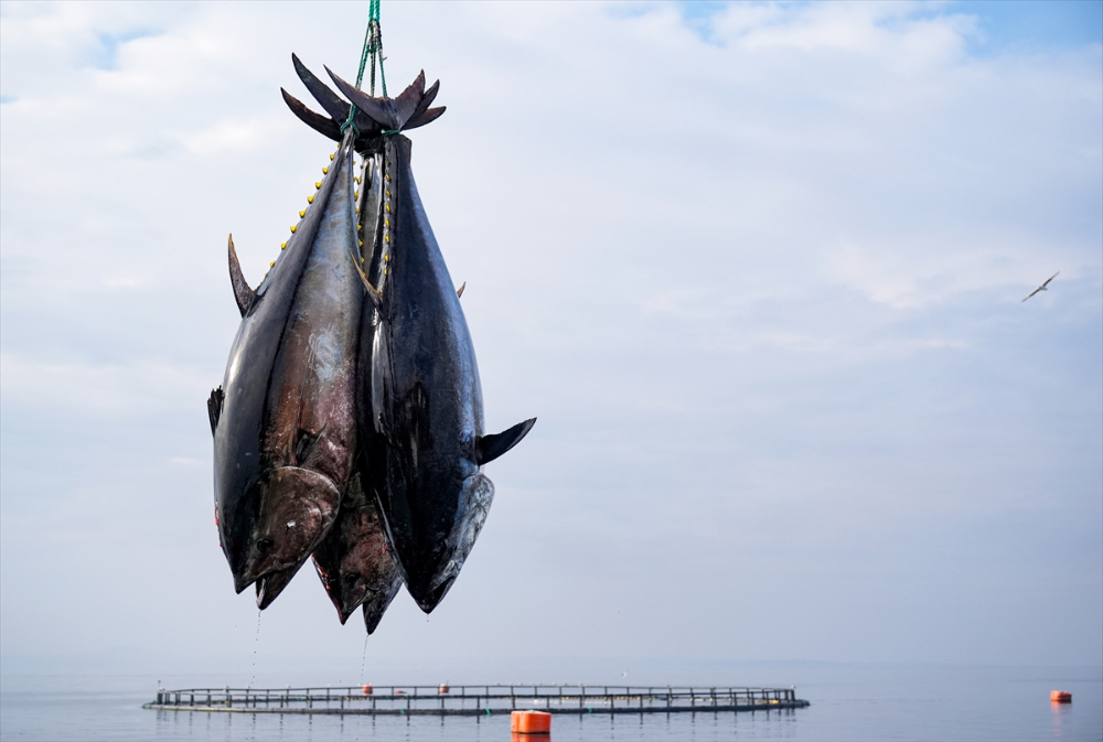 Ege'deki orkinos yetiştiricileri bu sezon ihracat gelirinde artış bekliyor |Balık Haber - Balık TV