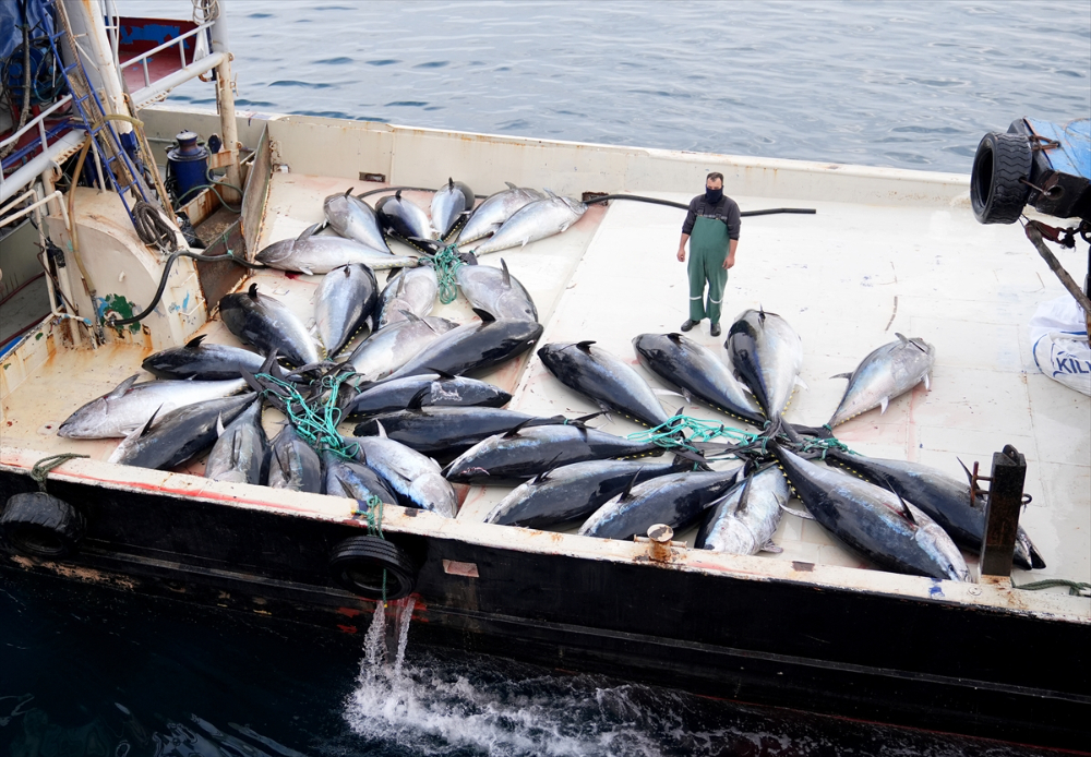 Ege'deki orkinos yetiştiricileri bu sezon ihracat gelirinde artış bekliyor |Balık Haber - Balık TV