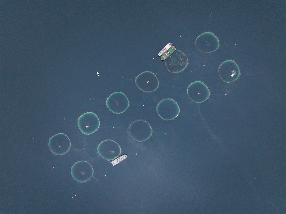 Ege'deki orkinos yetiştiricileri bu sezon ihracat gelirinde artış bekliyor |Balık Haber - Balık TV