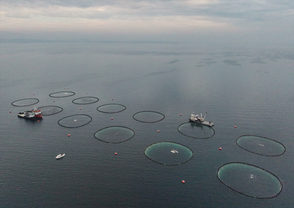 Ege'deki orkinos yetiştiricileri bu sezon ihracat gelirinde artış bekliyor |Balık Haber - Balık TV