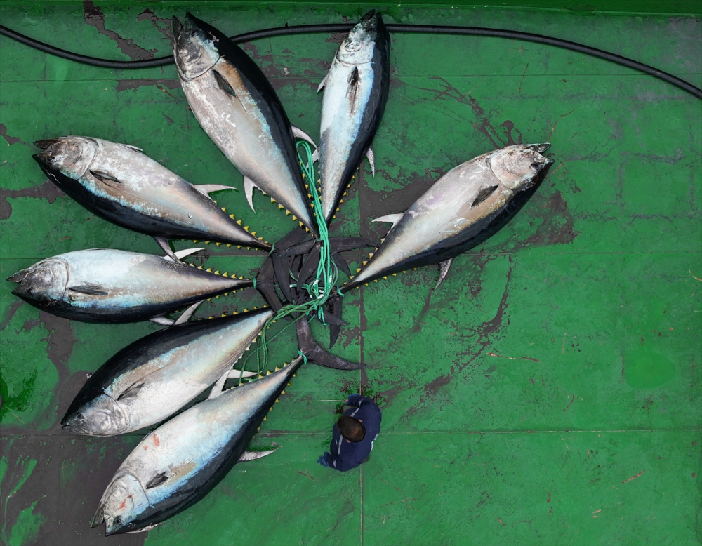 Ege'deki orkinos yetiştiricileri bu sezon ihracat gelirinde artış bekliyor |Balık Haber - Balık TV