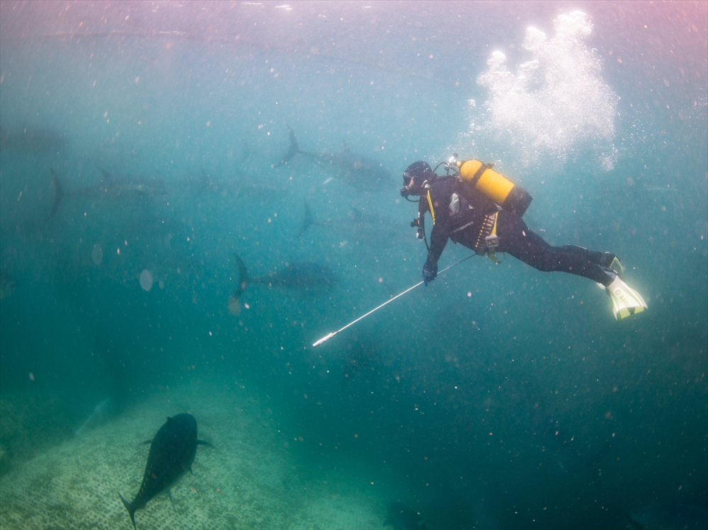Ege'deki orkinos yetiştiricileri bu sezon ihracat gelirinde artış bekliyor |Balık Haber - Balık TV