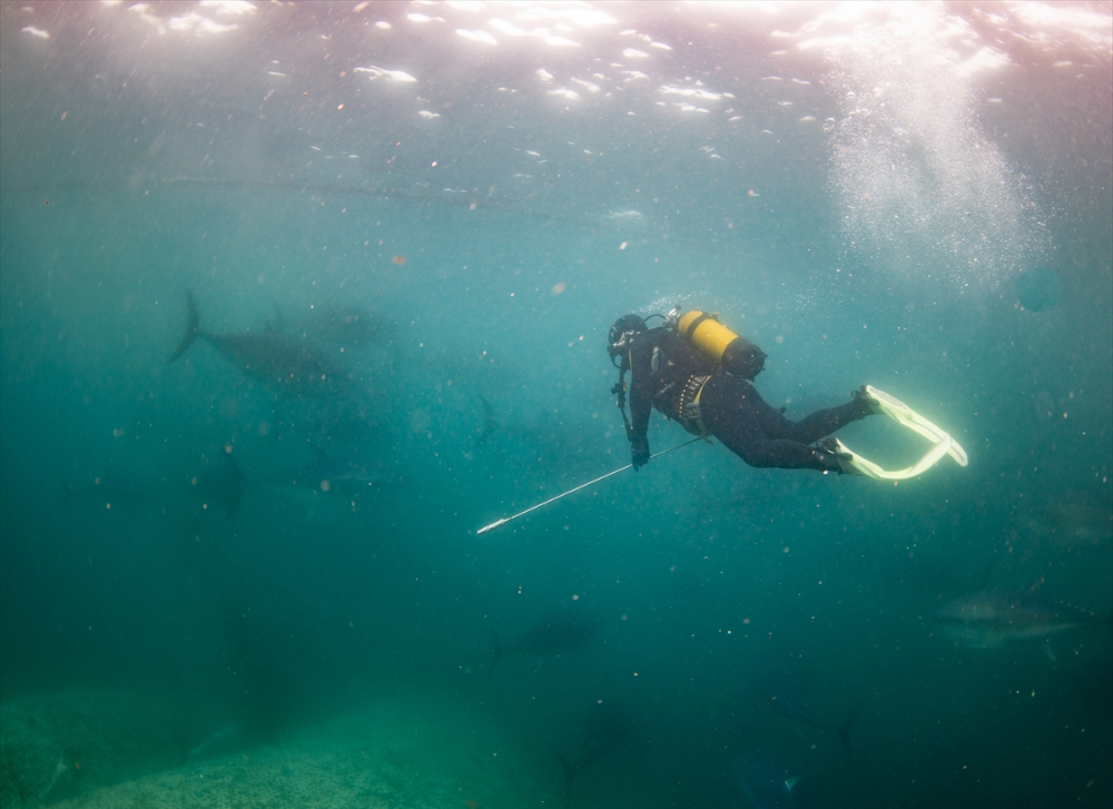 Ege'deki orkinos yetiştiricileri bu sezon ihracat gelirinde artış bekliyor |Balık Haber - Balık TV