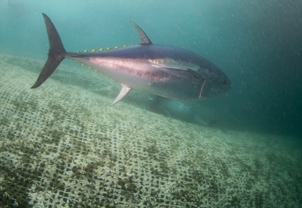 Ege'deki orkinos yetiştiricileri bu sezon ihracat gelirinde artış bekliyor |Balık Haber - Balık TV
