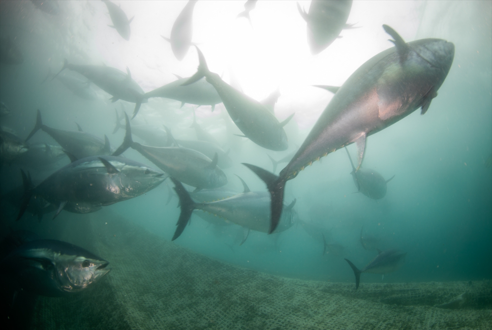 Ege'deki orkinos yetiştiricileri bu sezon ihracat gelirinde artış bekliyor |Balık Haber - Balık TV