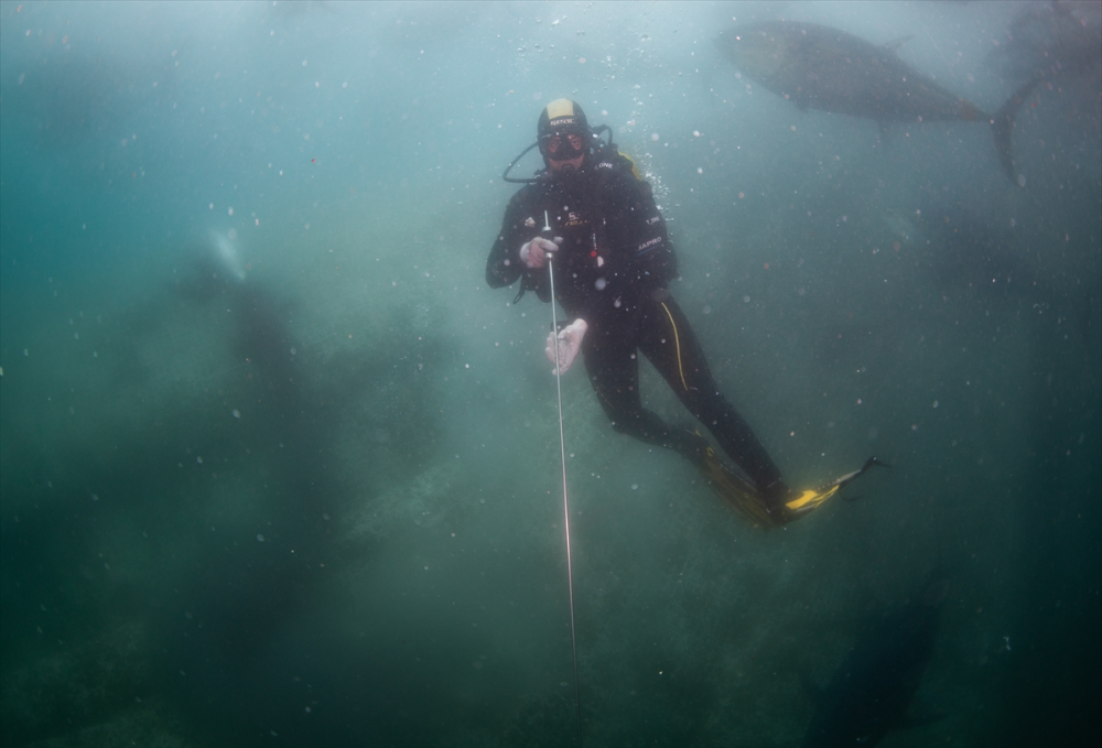 Ege'deki orkinos yetiştiricileri bu sezon ihracat gelirinde artış bekliyor |Balık Haber - Balık TV