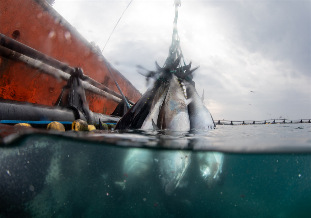 Ege'deki orkinos yetiştiricileri bu sezon ihracat gelirinde artış bekliyor |Balık Haber - Balık TV