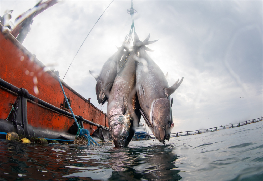 Ege'deki orkinos yetiştiricileri bu sezon ihracat gelirinde artış bekliyor |Balık Haber - Balık TV