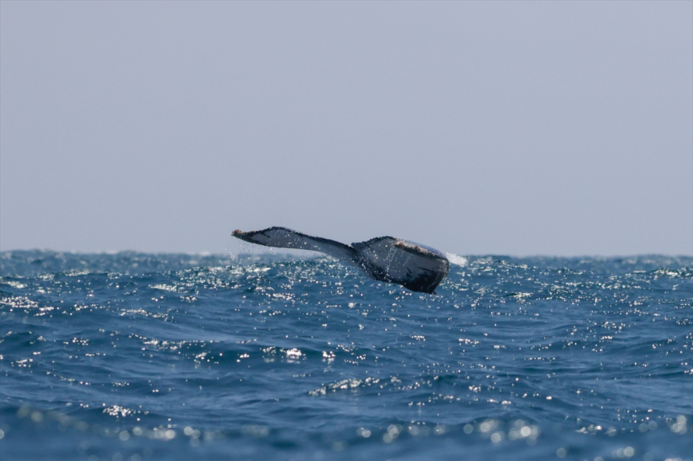 Kolombiya'nın zengin balıkçılık gelenekleriyle tanınan liman kenti Tumaco'da günlük yaşam