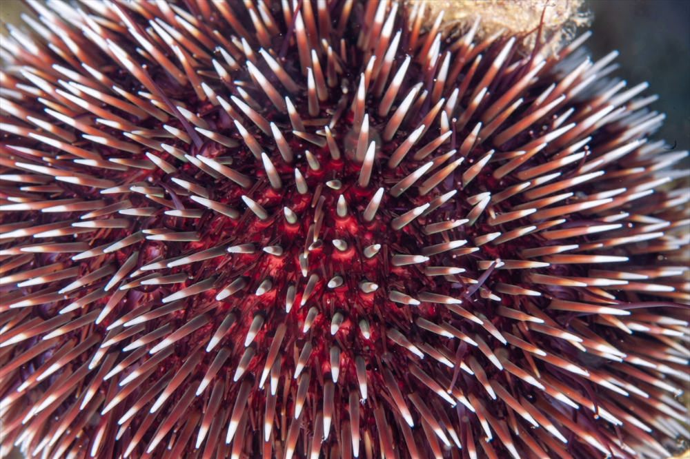 Dört mevsim dalış imkanı sunan Fethiye'nin su altı güzellikleri