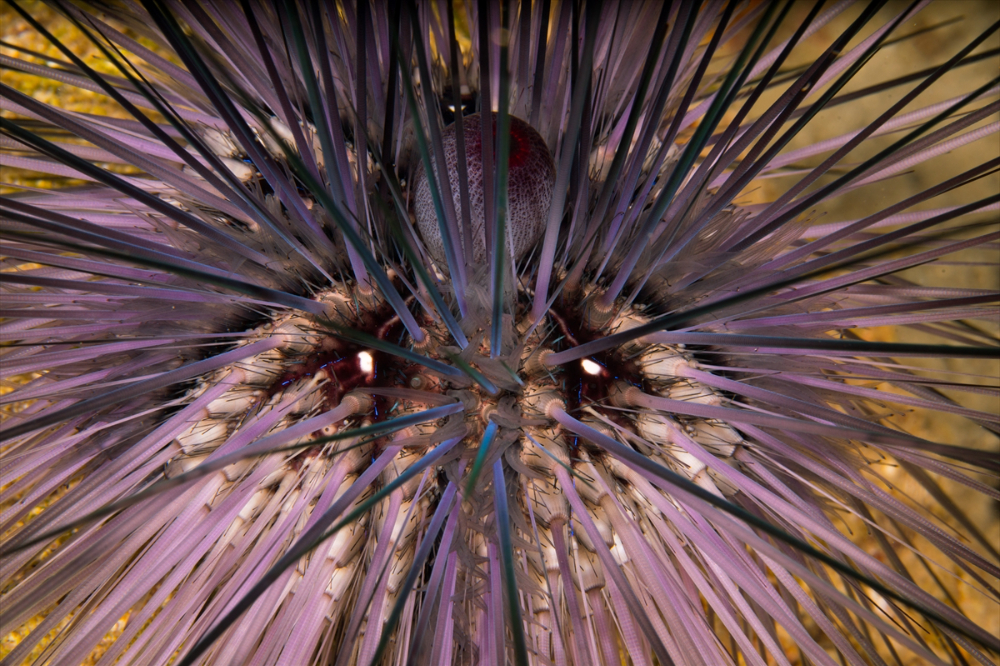 Dört mevsim dalış imkanı sunan Fethiye'nin su altı güzellikleri