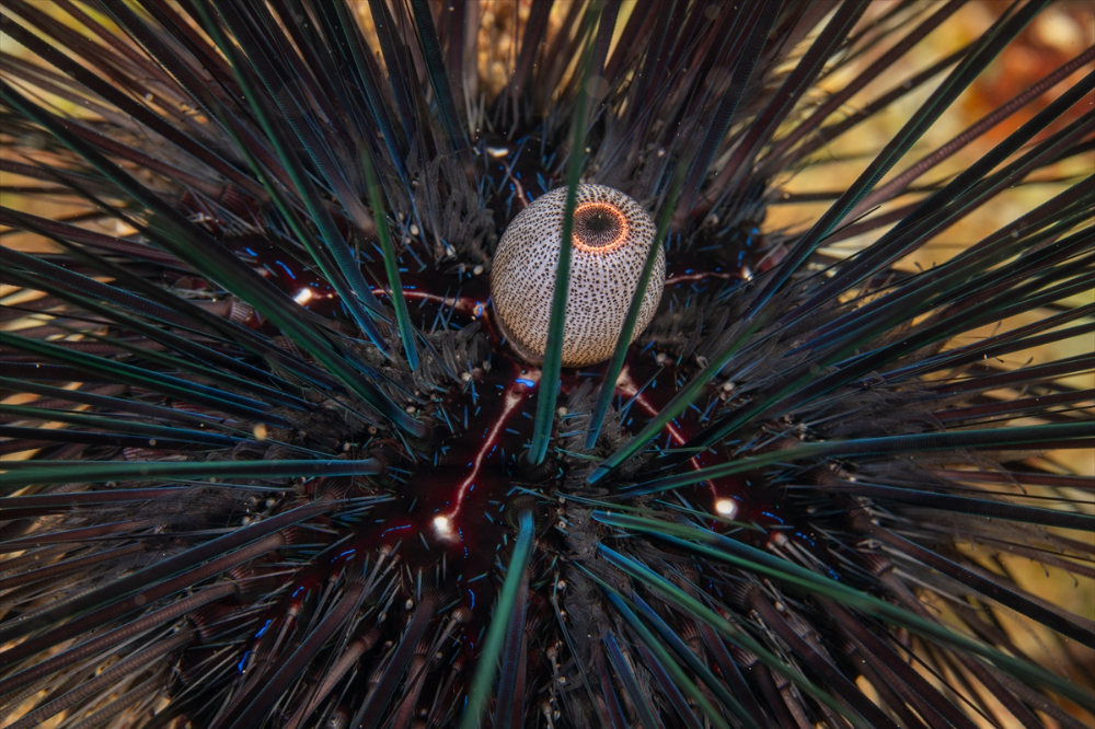 Dört mevsim dalış imkanı sunan Fethiye'nin su altı güzellikleri