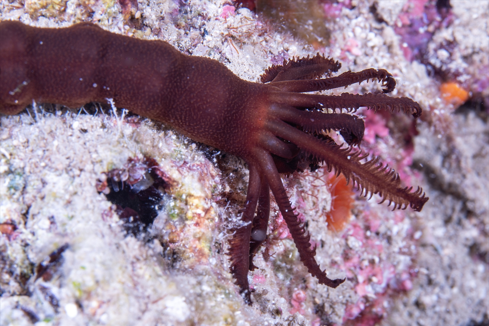 Dört mevsim dalış imkanı sunan Fethiye'nin su altı güzellikleri