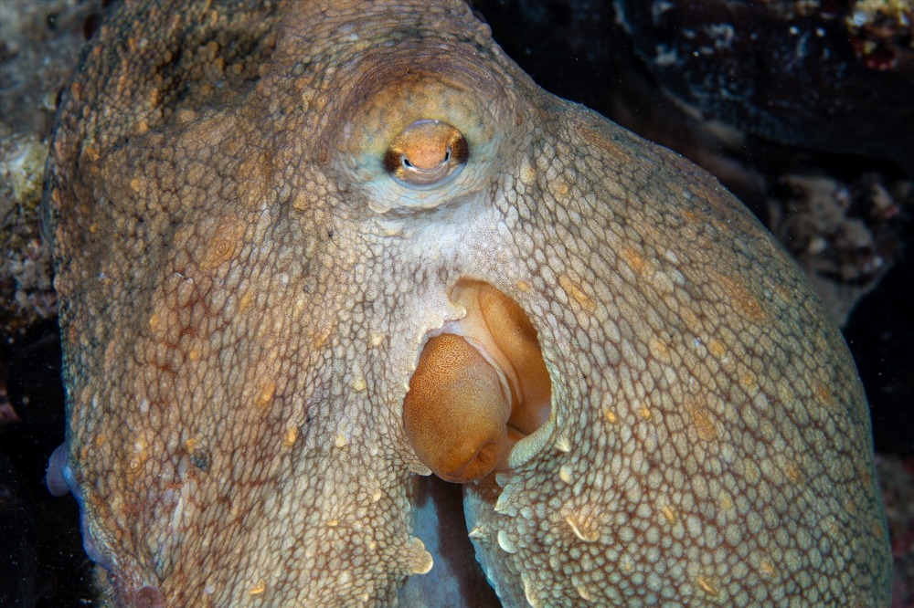 Dört mevsim dalış imkanı sunan Fethiye'nin su altı güzellikleri