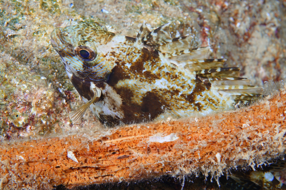 Dört mevsim dalış imkanı sunan Fethiye'nin su altı güzellikleri