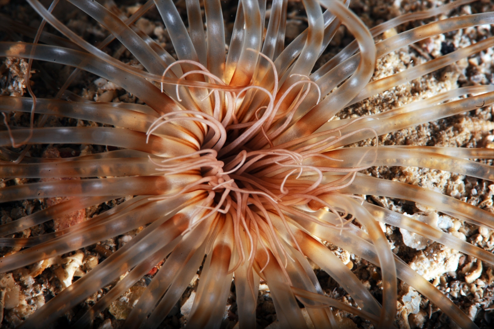 Dört mevsim dalış imkanı sunan Fethiye'nin su altı güzellikleri