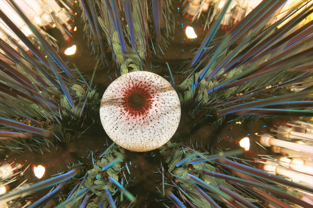 Dört mevsim dalış imkanı sunan Fethiye'nin su altı güzellikleri