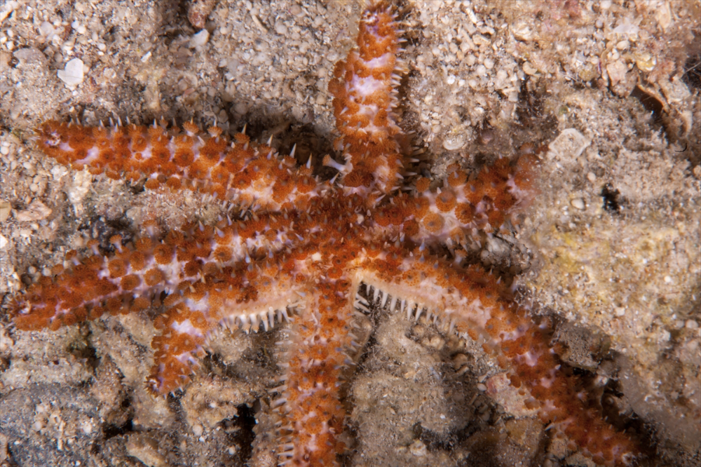 Dört mevsim dalış imkanı sunan Fethiye'nin su altı güzellikleri