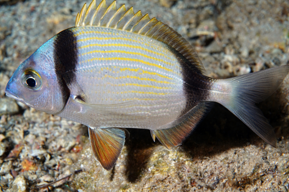 Dört mevsim dalış imkanı sunan Fethiye'nin su altı güzellikleri