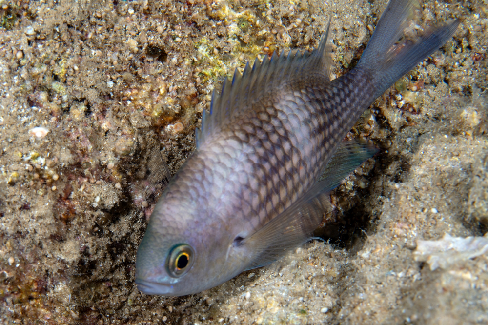 Dört mevsim dalış imkanı sunan Fethiye'nin su altı güzellikleri