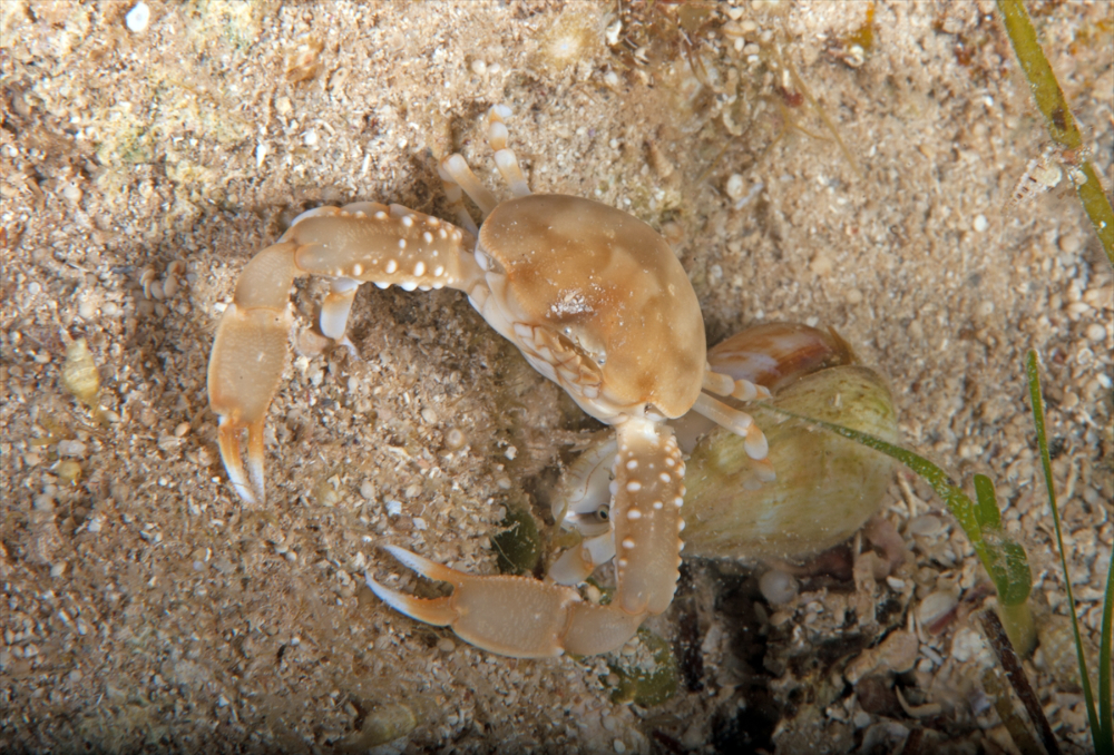 Dört mevsim dalış imkanı sunan Fethiye'nin su altı güzellikleri
