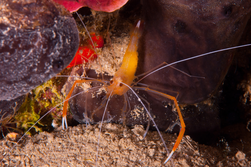 Dört mevsim dalış imkanı sunan Fethiye'nin su altı güzellikleri