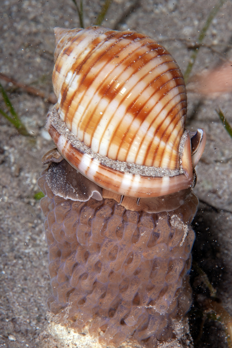Dört mevsim dalış imkanı sunan Fethiye'nin su altı güzellikleri